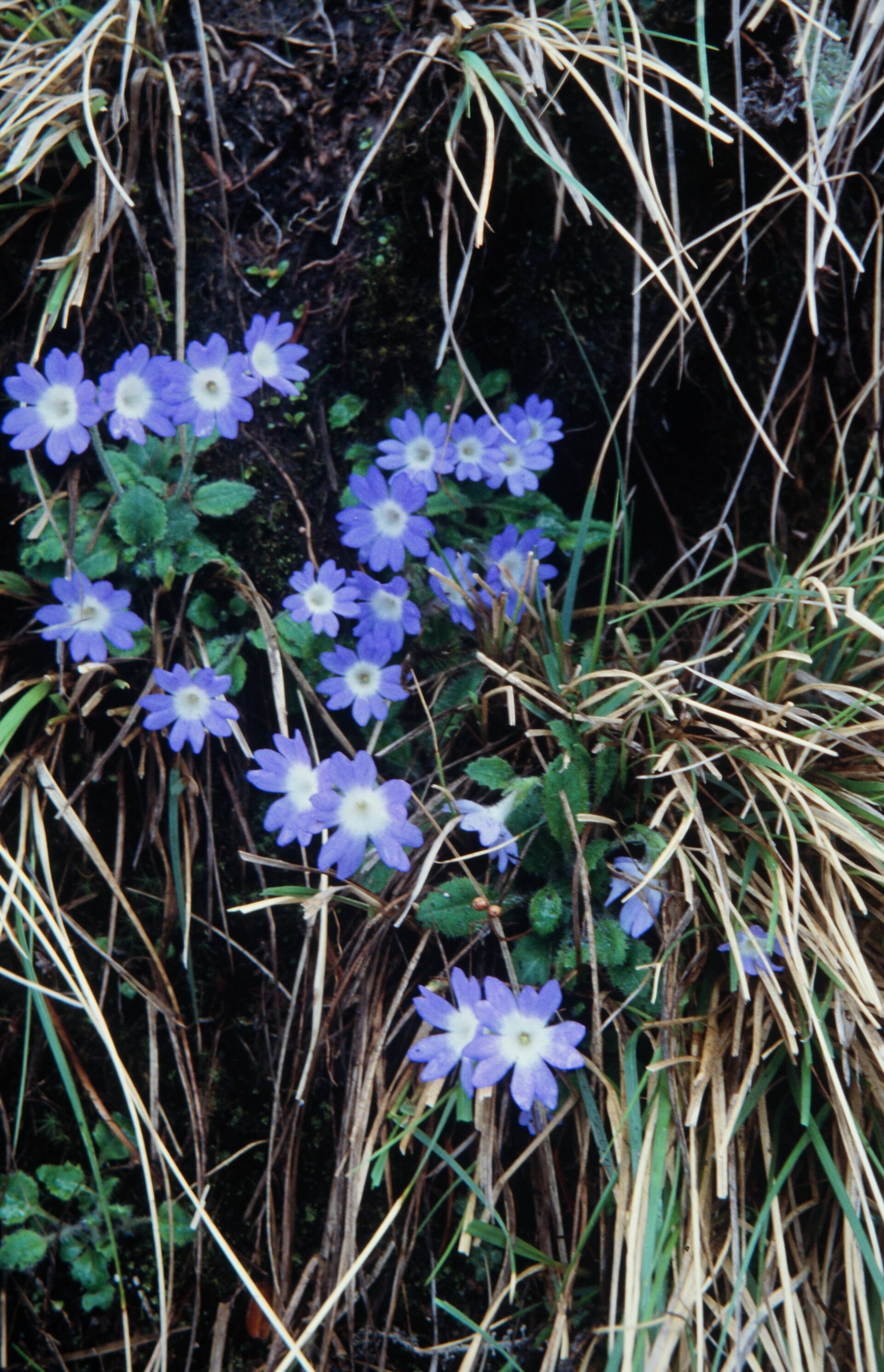 Primula buryana — Primulaceae