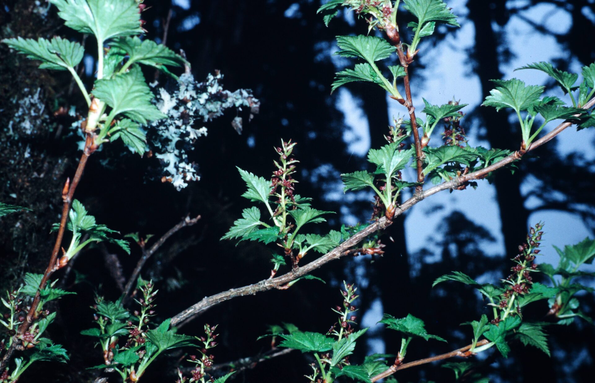 Ribes glaciale — Grossulariaceae