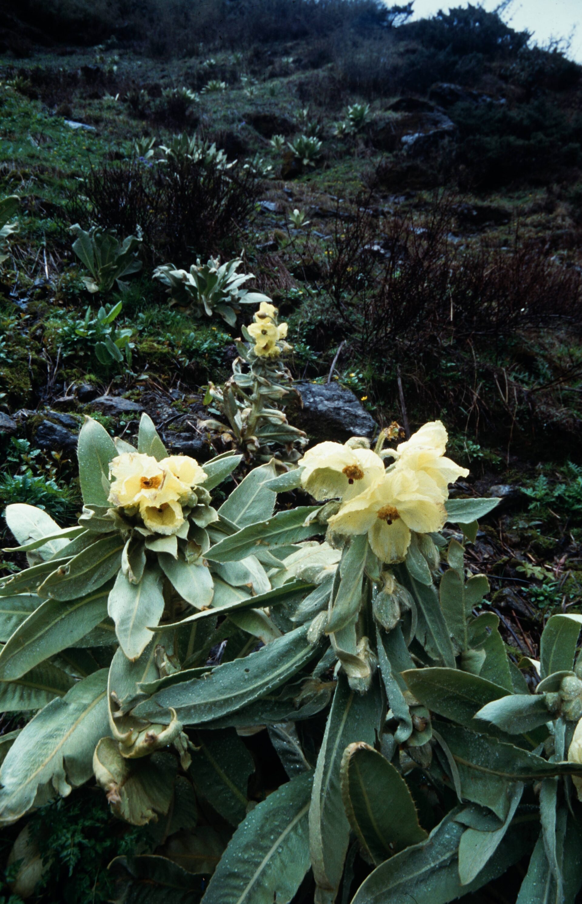 Meconopsis regia — Papaveraceae