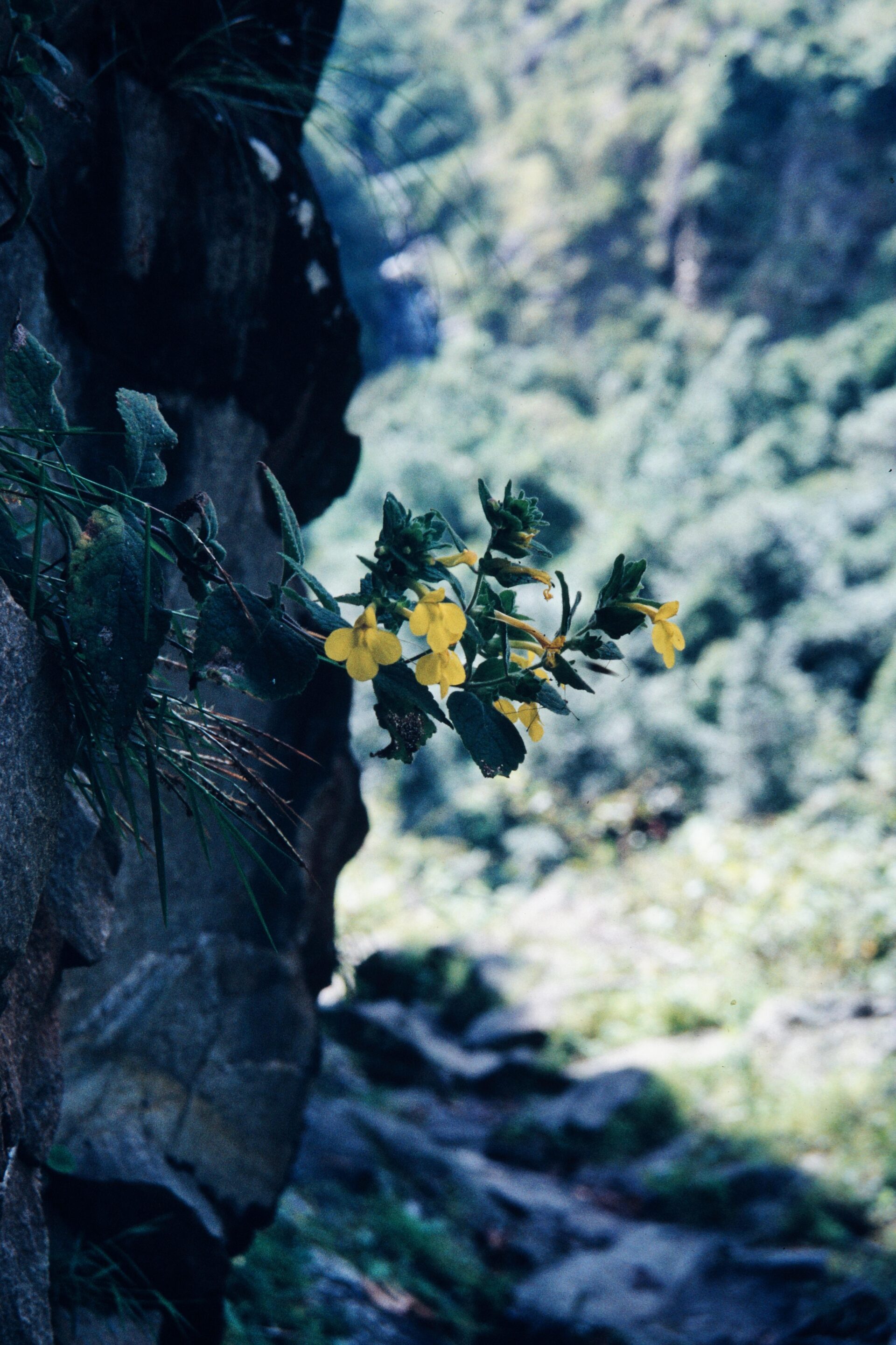 Lindenbergia grandiflora — Plantaginaceae