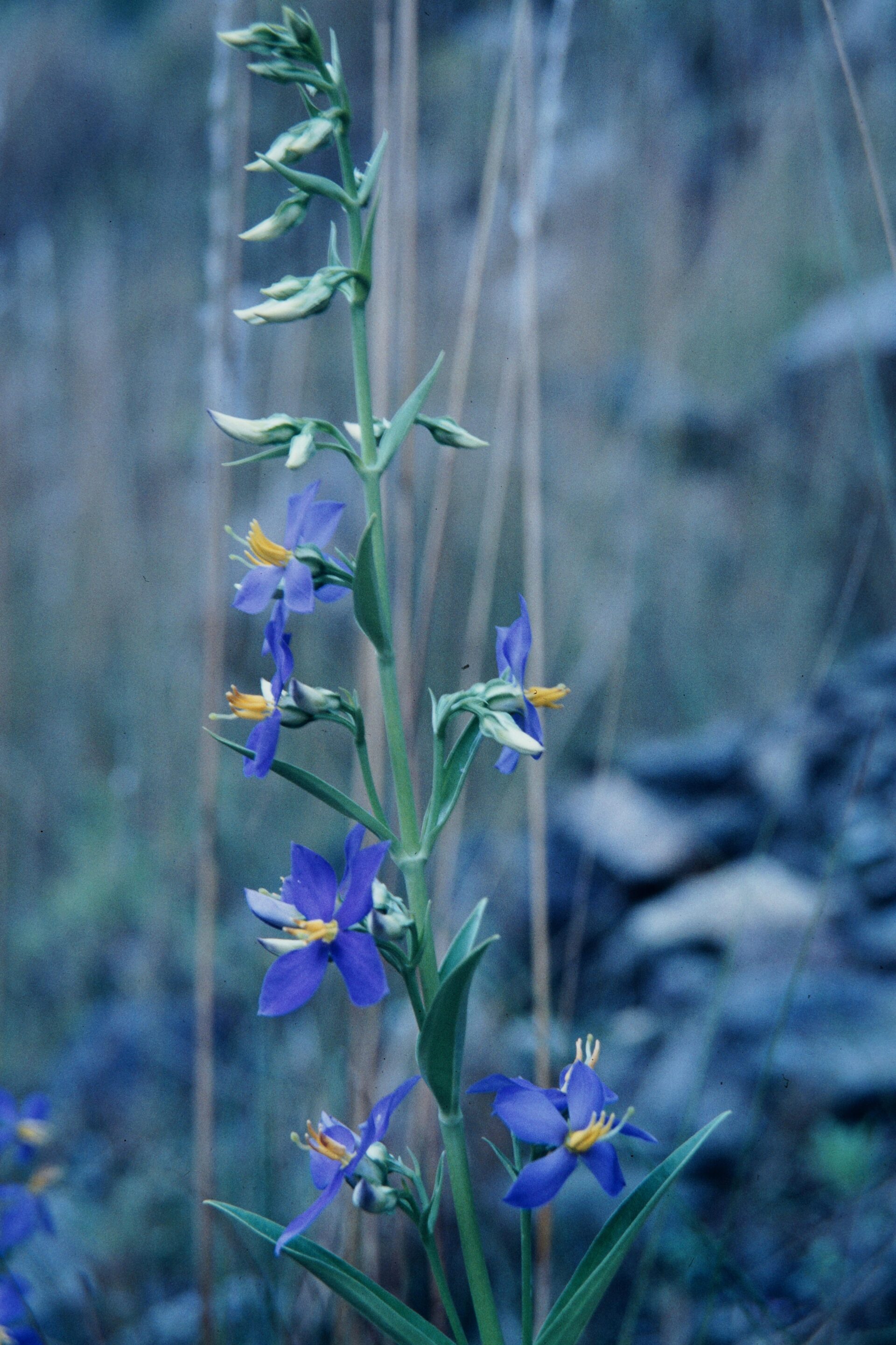 Exacum teres — Gentianaceae