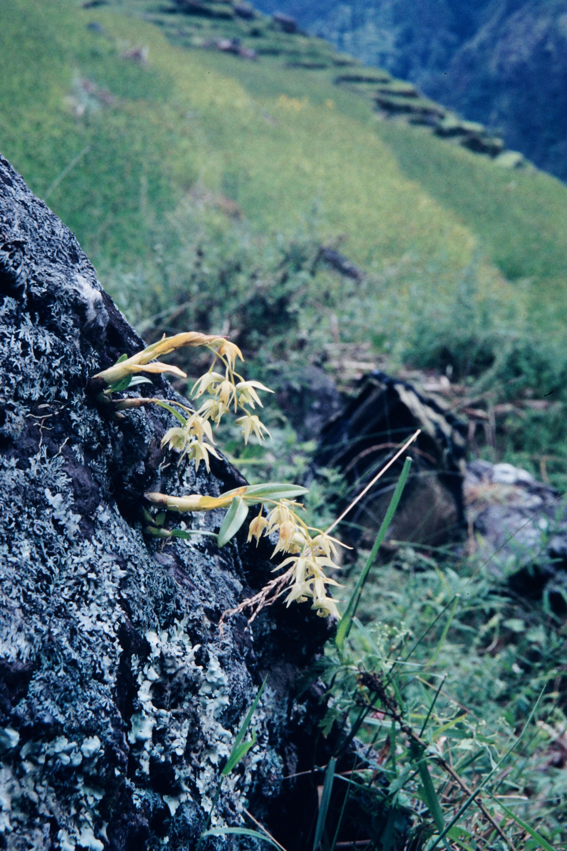 Dendrobium eriiflorum — Orchideaceae