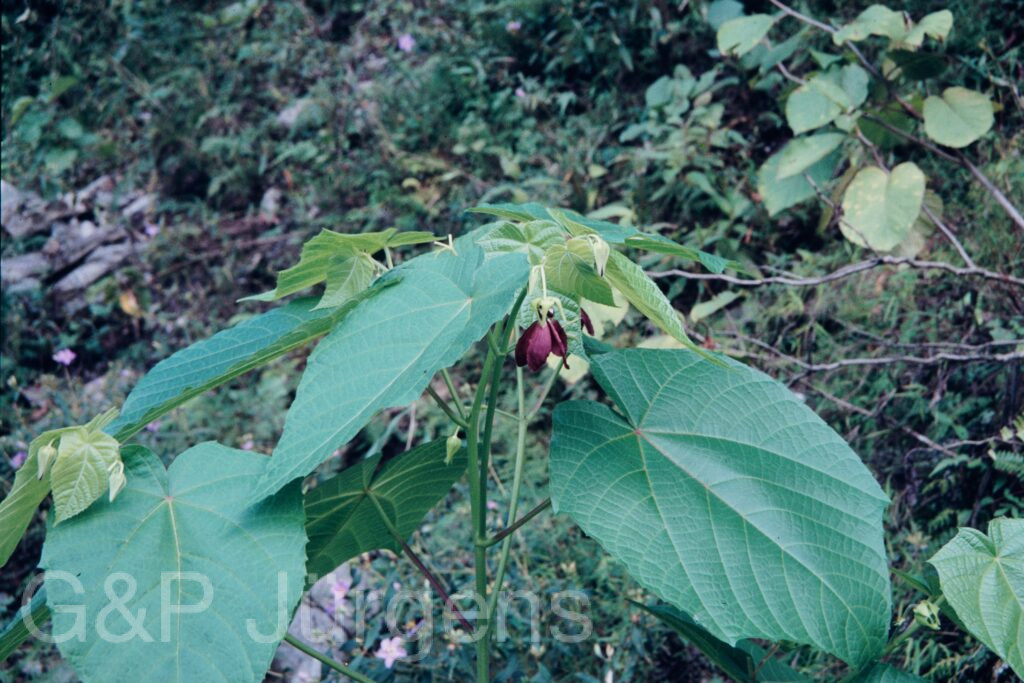 Nepal 95 31 P53 ergebnis