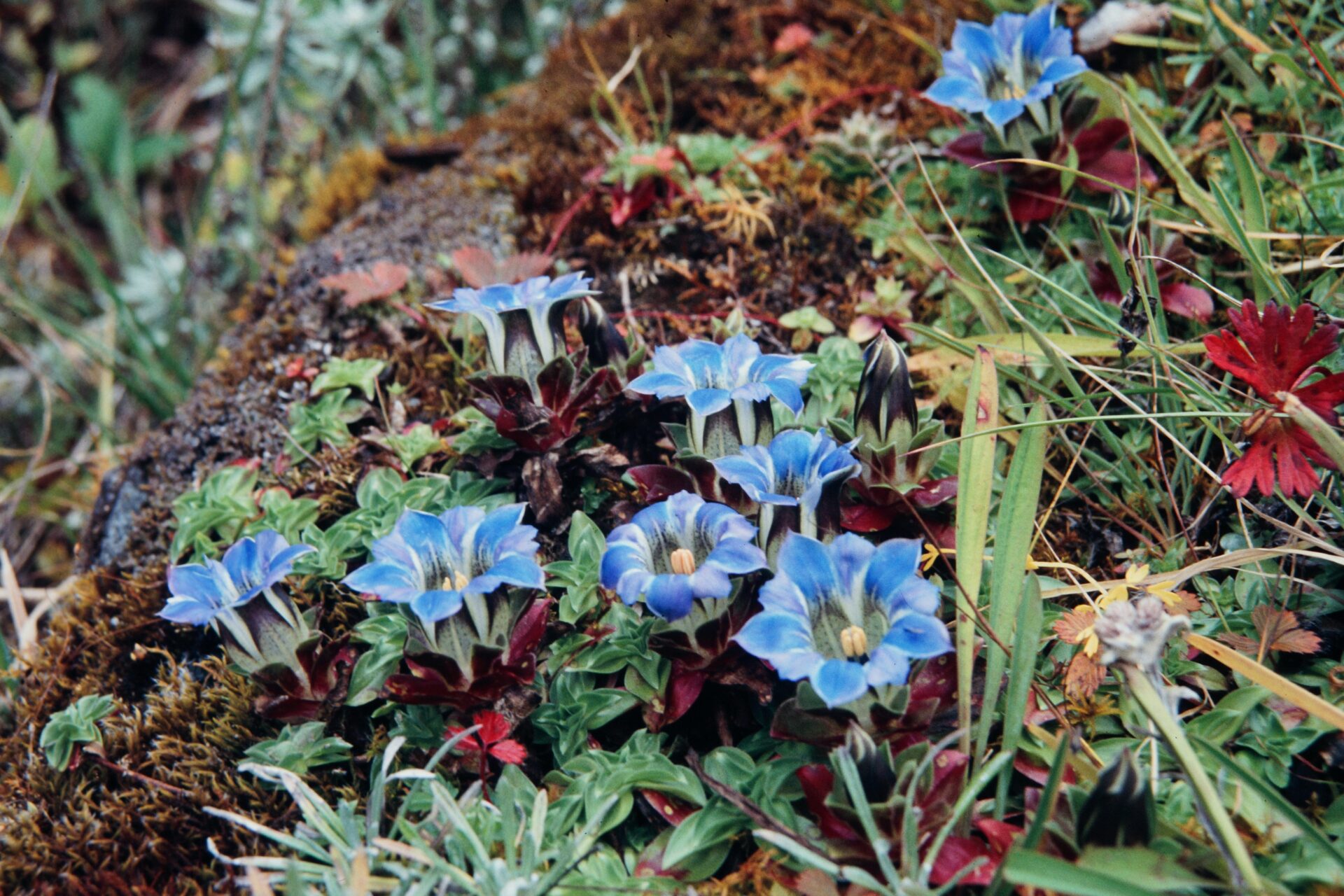 Gentiana depressa — Gentianaceae