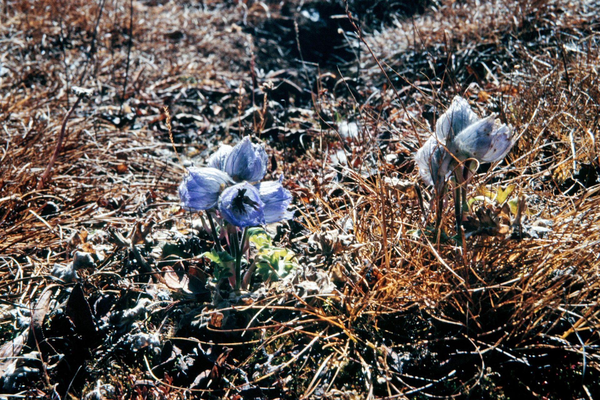 Delphinium nepalense — Ranunculaceae