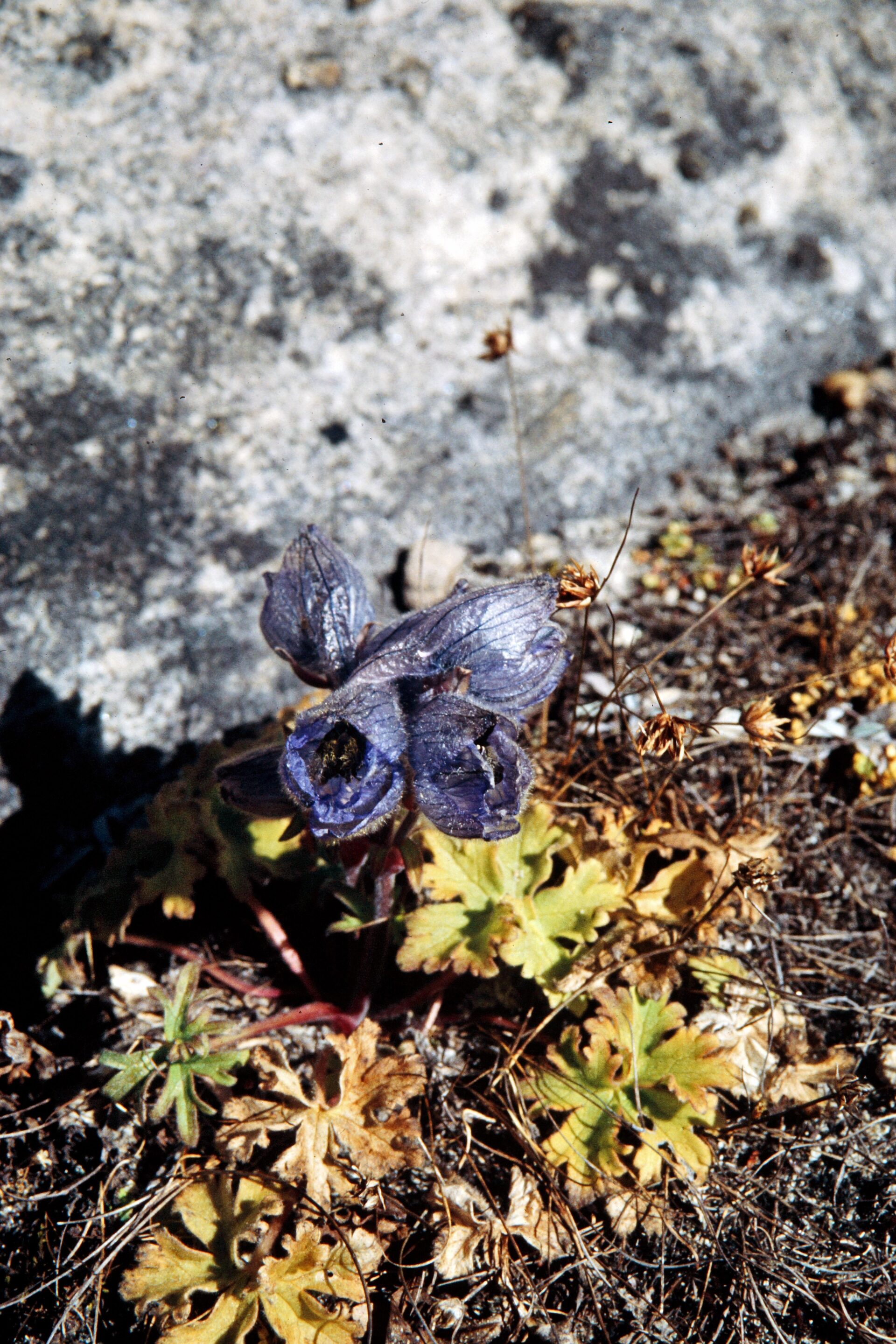 Delphinium glaciale — Ranunculaceae