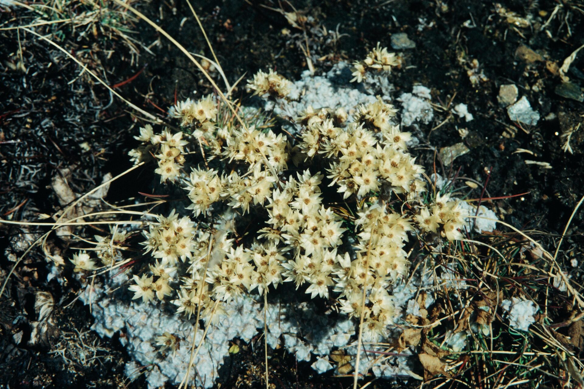 Anaphalis cavei — Asteraceae