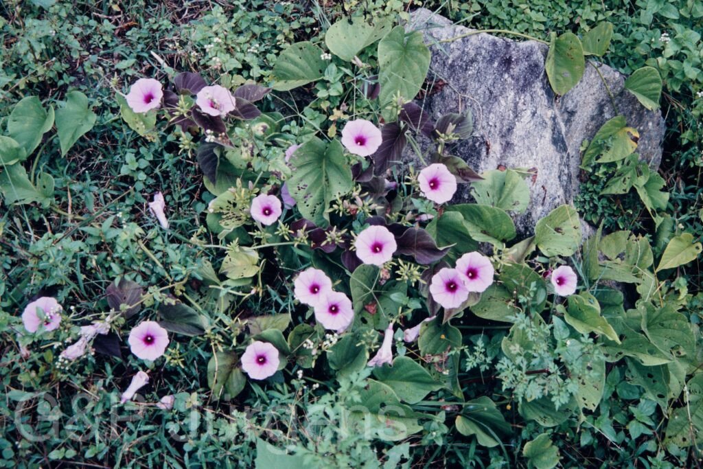 Nepal 95 42 P74 ergebnis