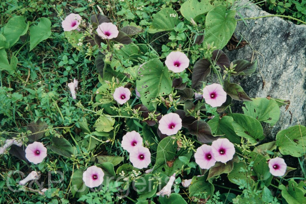 Nepal 95 43 W75 ergebnis