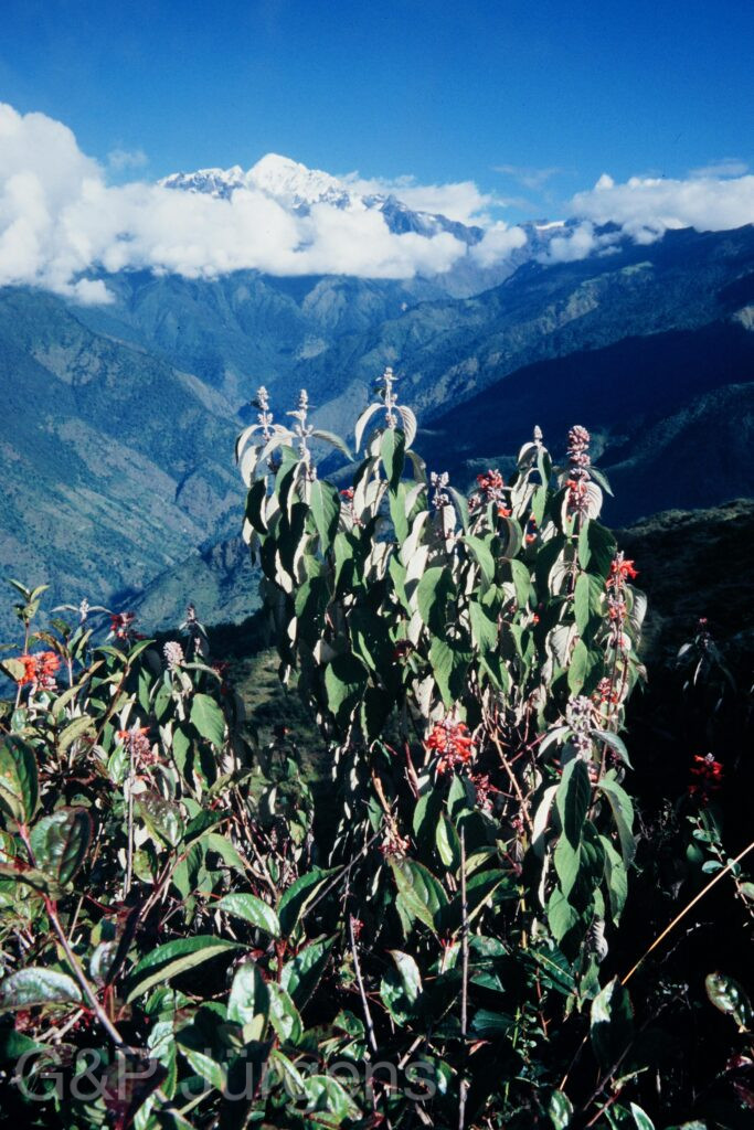 Nepal 95 95 P164 ergebnis