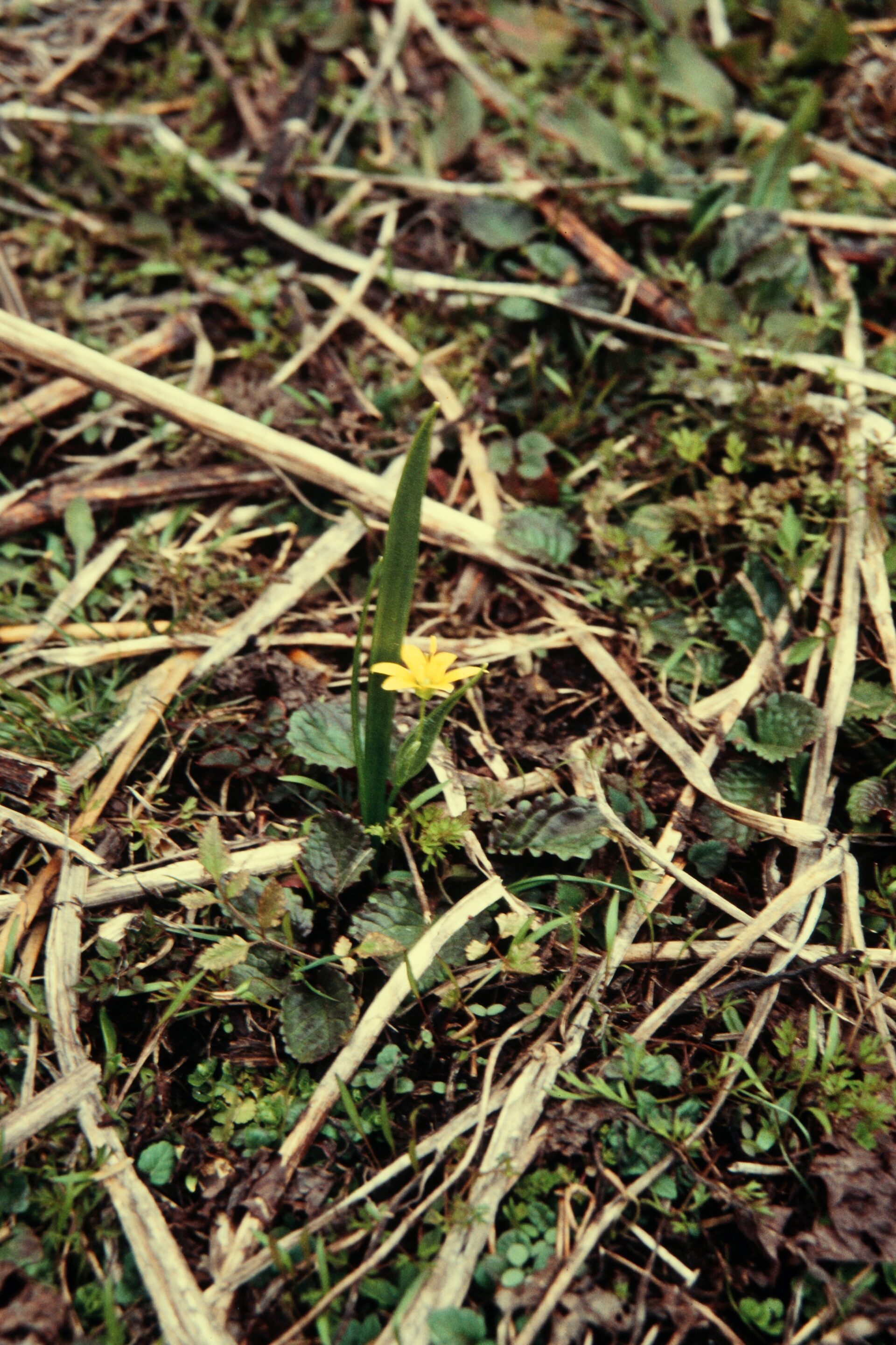 Gagea lutea — Liliaceae