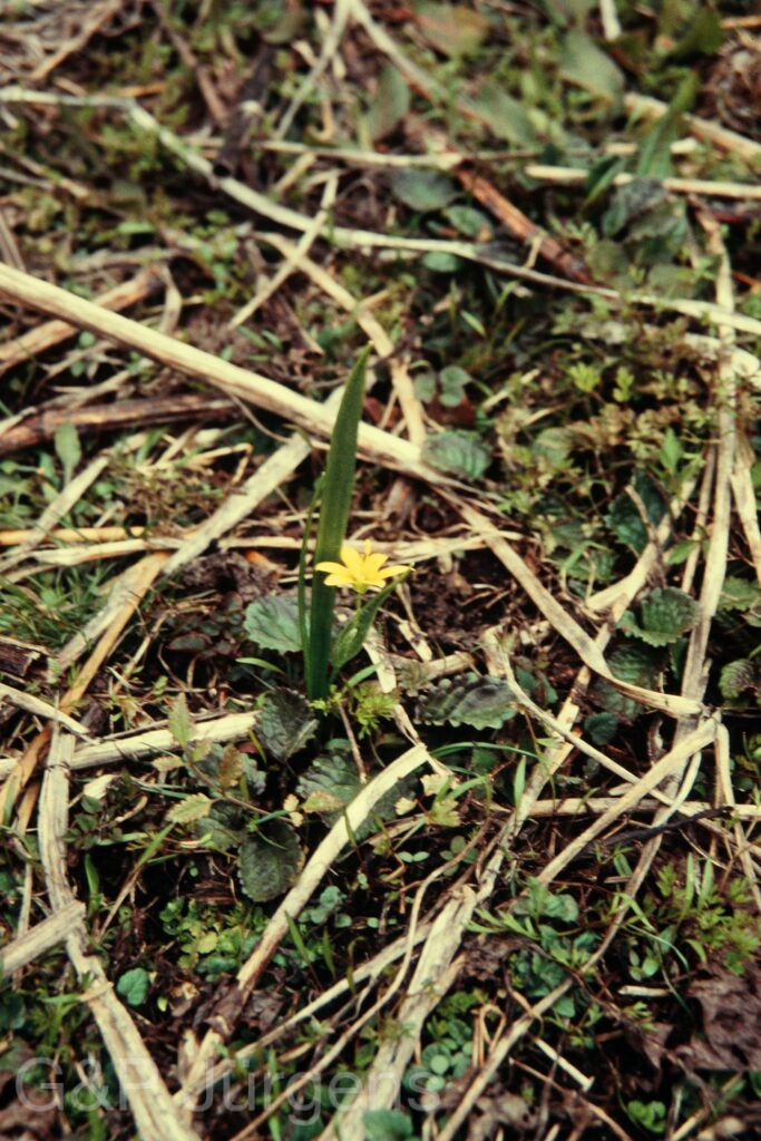 Nepal 97 141 P266