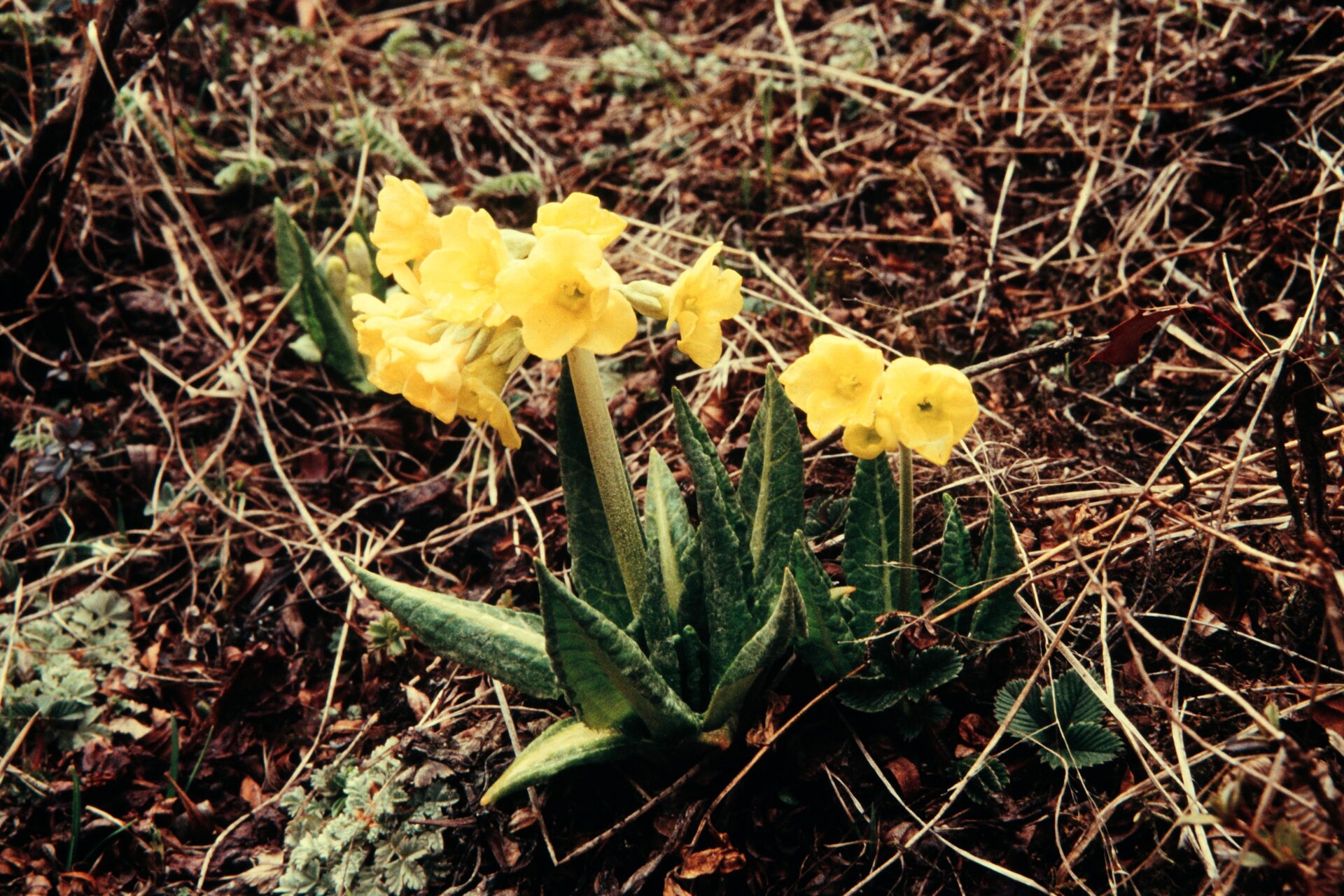 Primula strumosa — Primulaceae