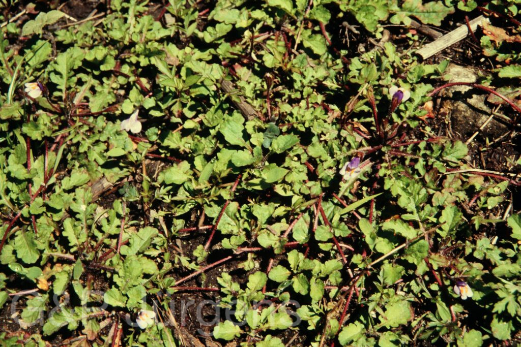 Nepal 97 273 P558