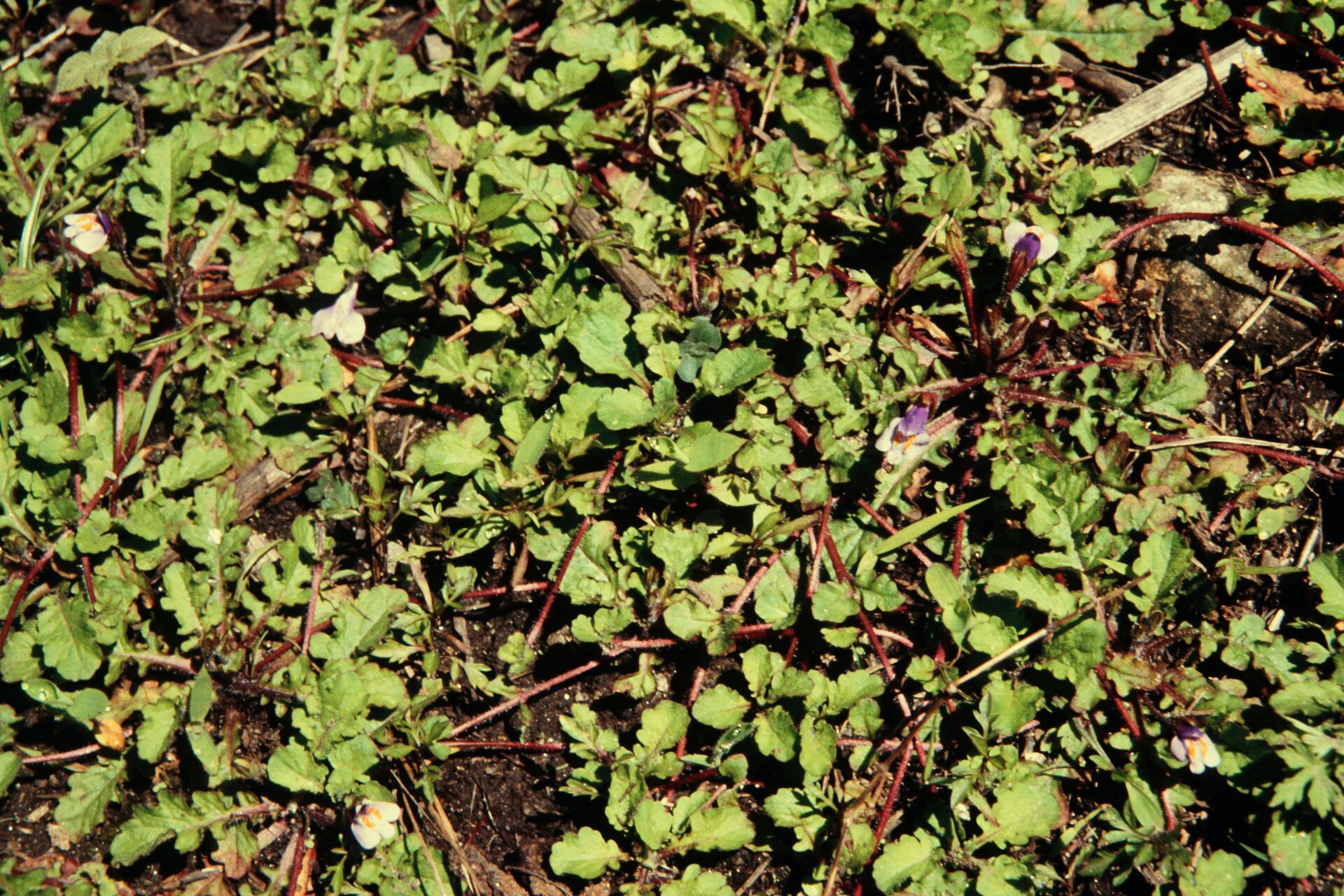 Mazus surculosus — Phrymaceae