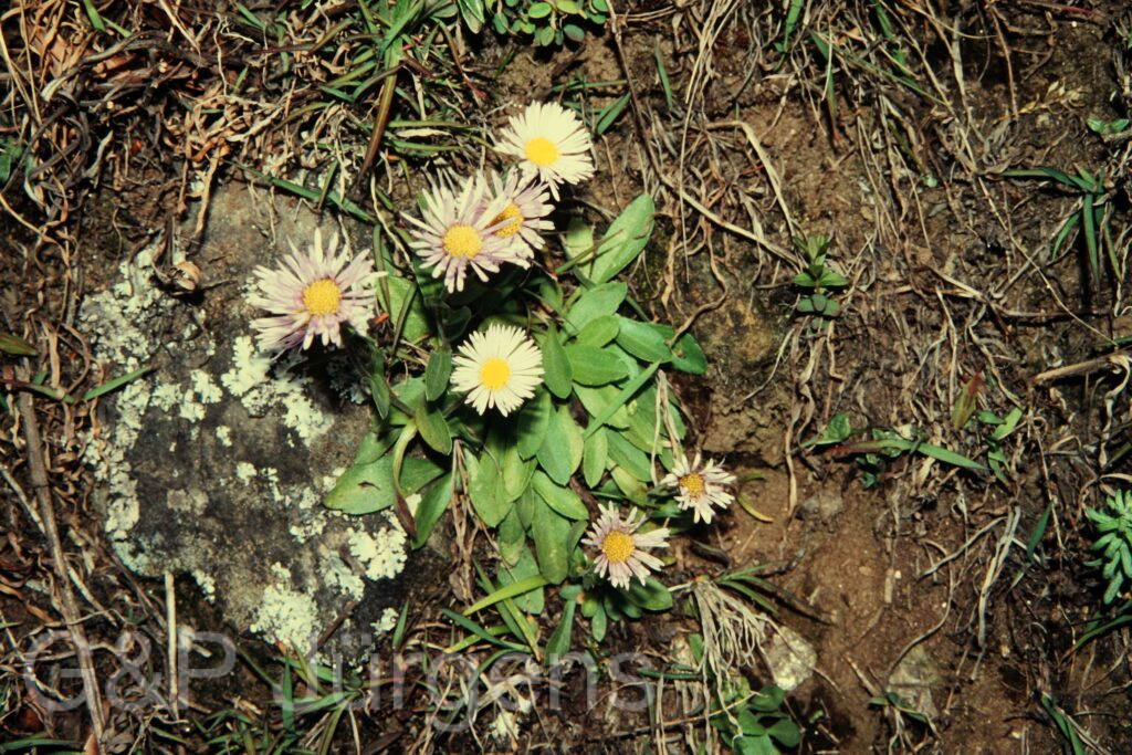 Nepal 97 284 G577