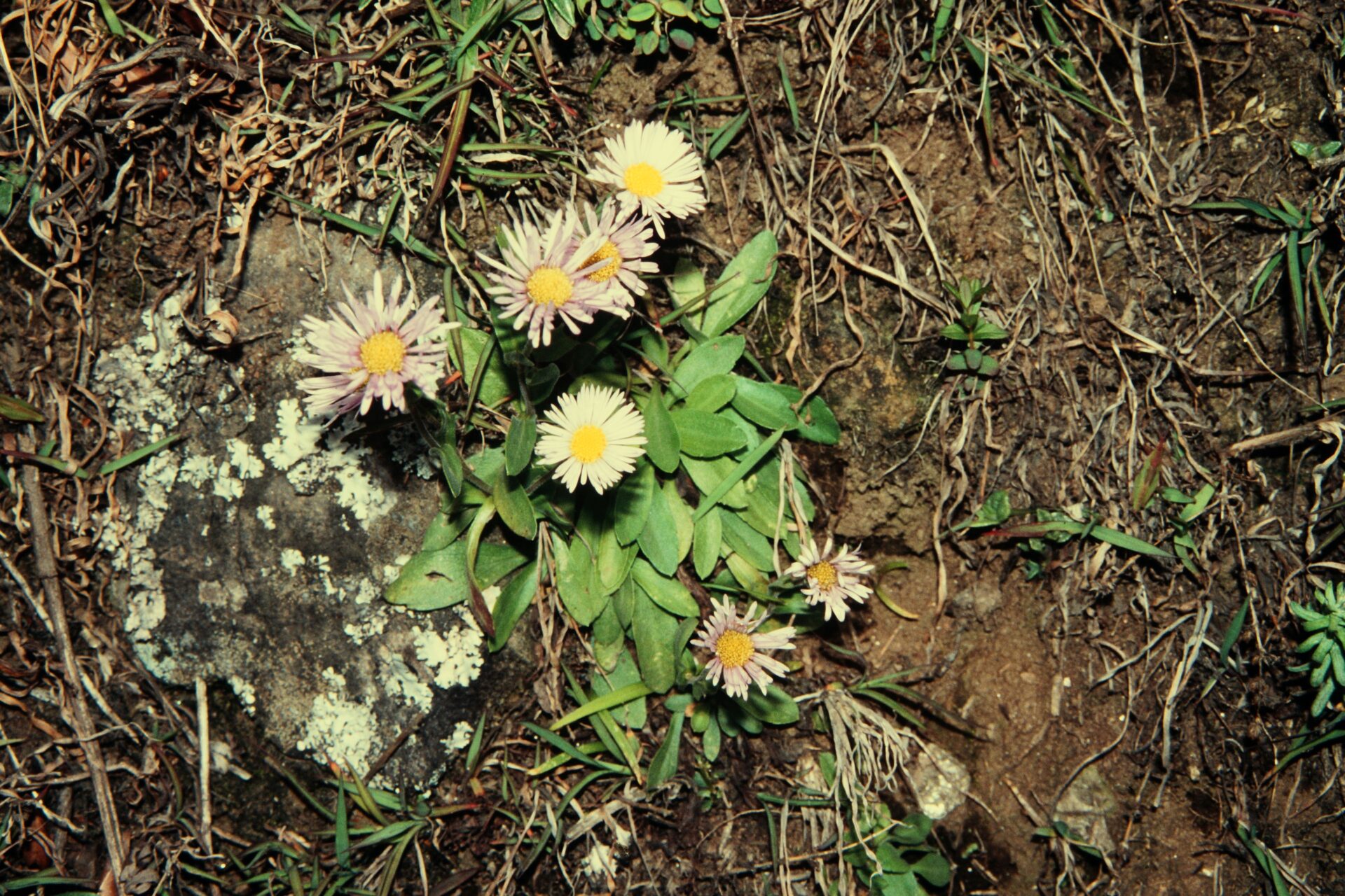 Erigeron bellidioides — Asteraceae