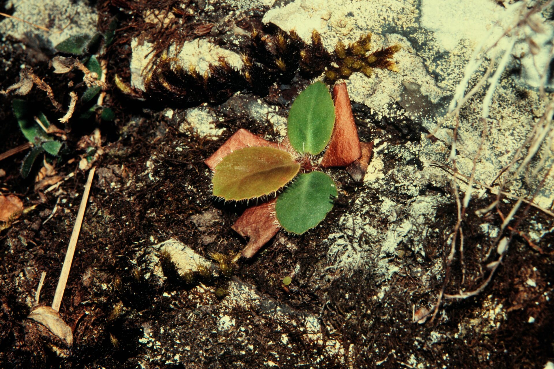 Bergenia ciliata — Saxifragaceae