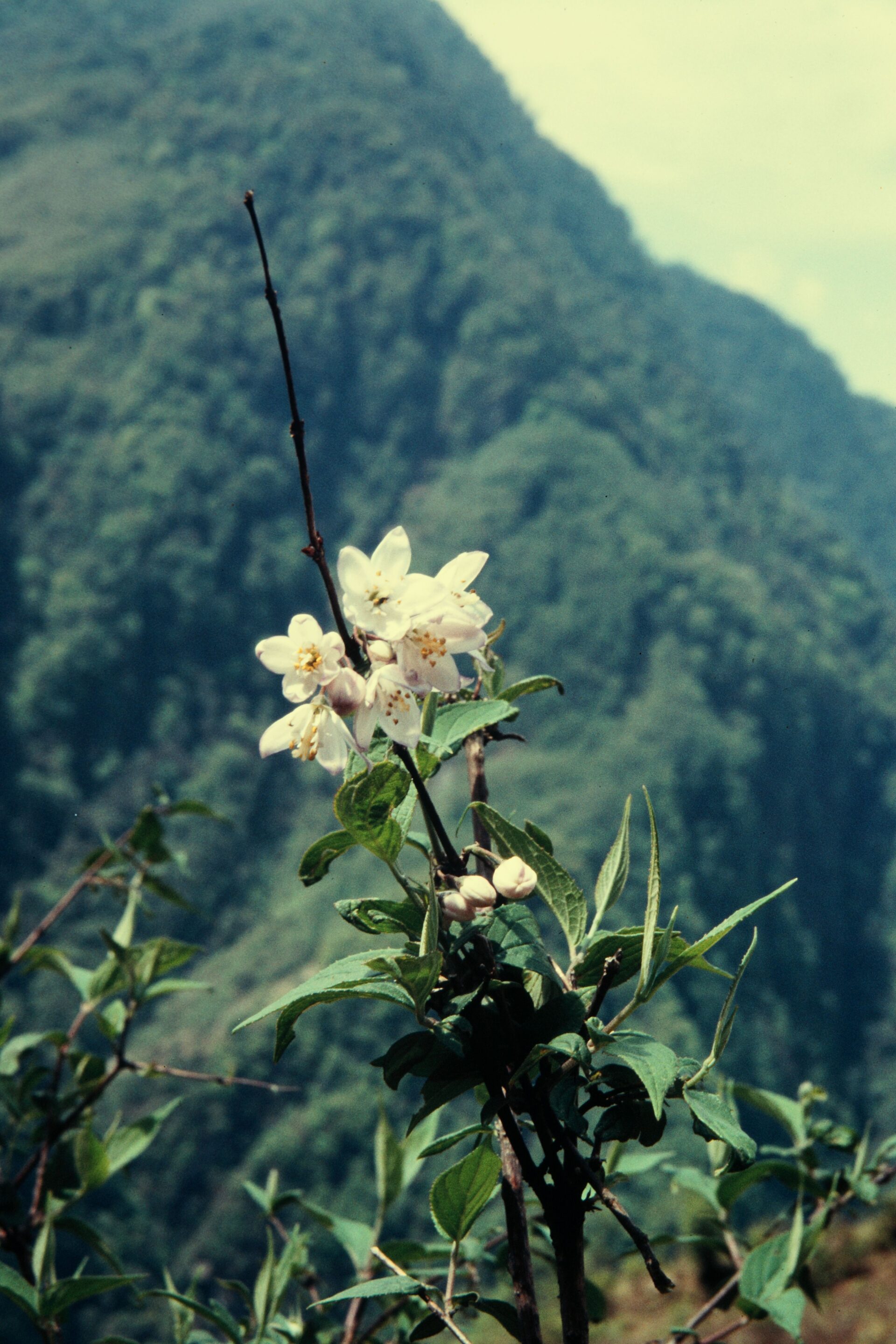 Deutzia staminea — Hydrangeaceae