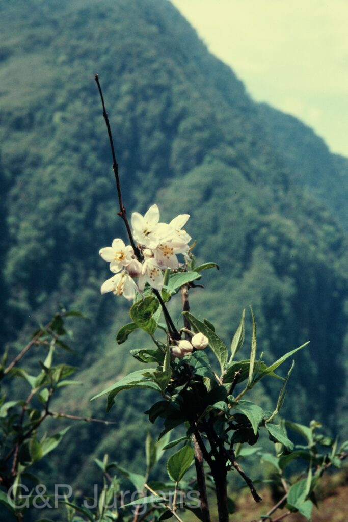 Nepal 97 304 P605