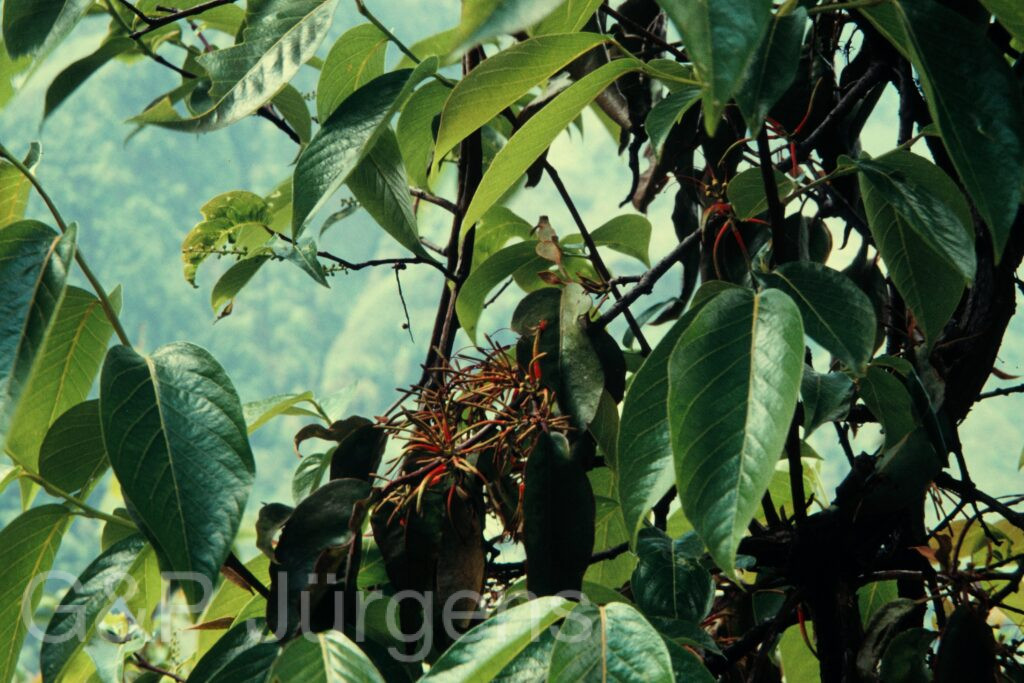 Nepal 97 307 P610