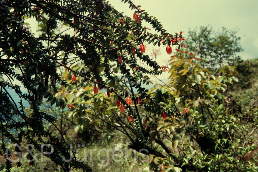 Nepal 97 309 P613