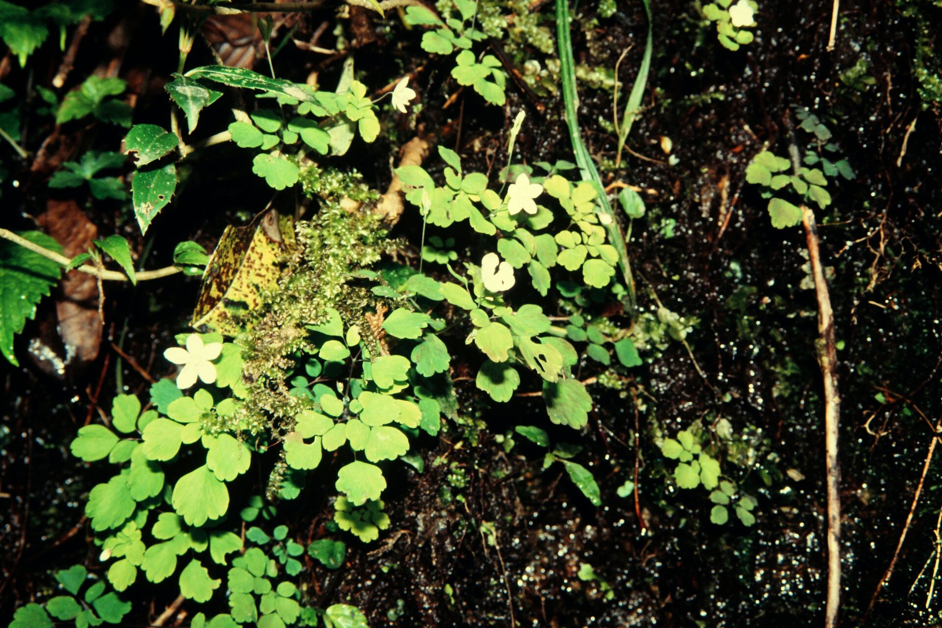 Dichocarpum adiantifolium — Ranunculaceae