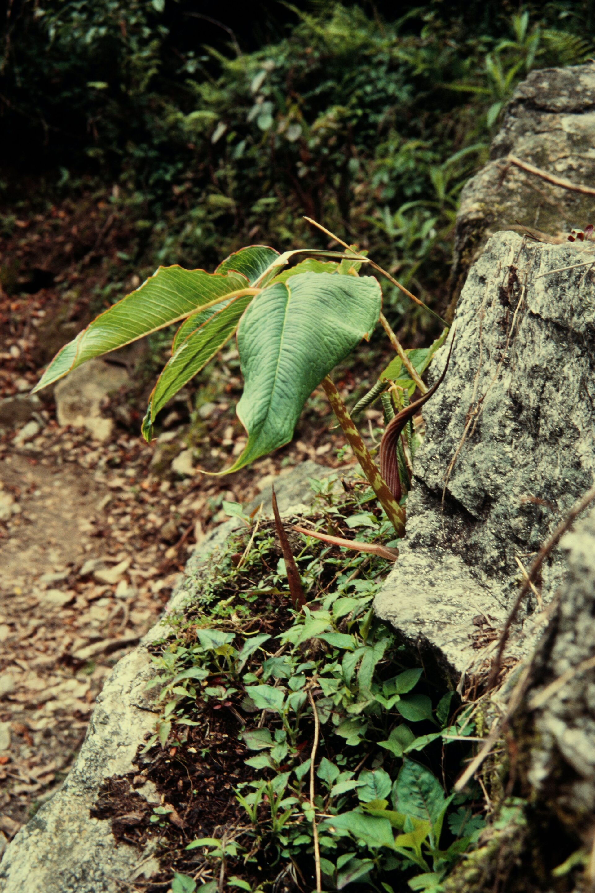 Arisaema costatum — Araceae