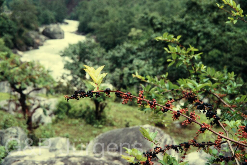 Nepal 97 354 P693