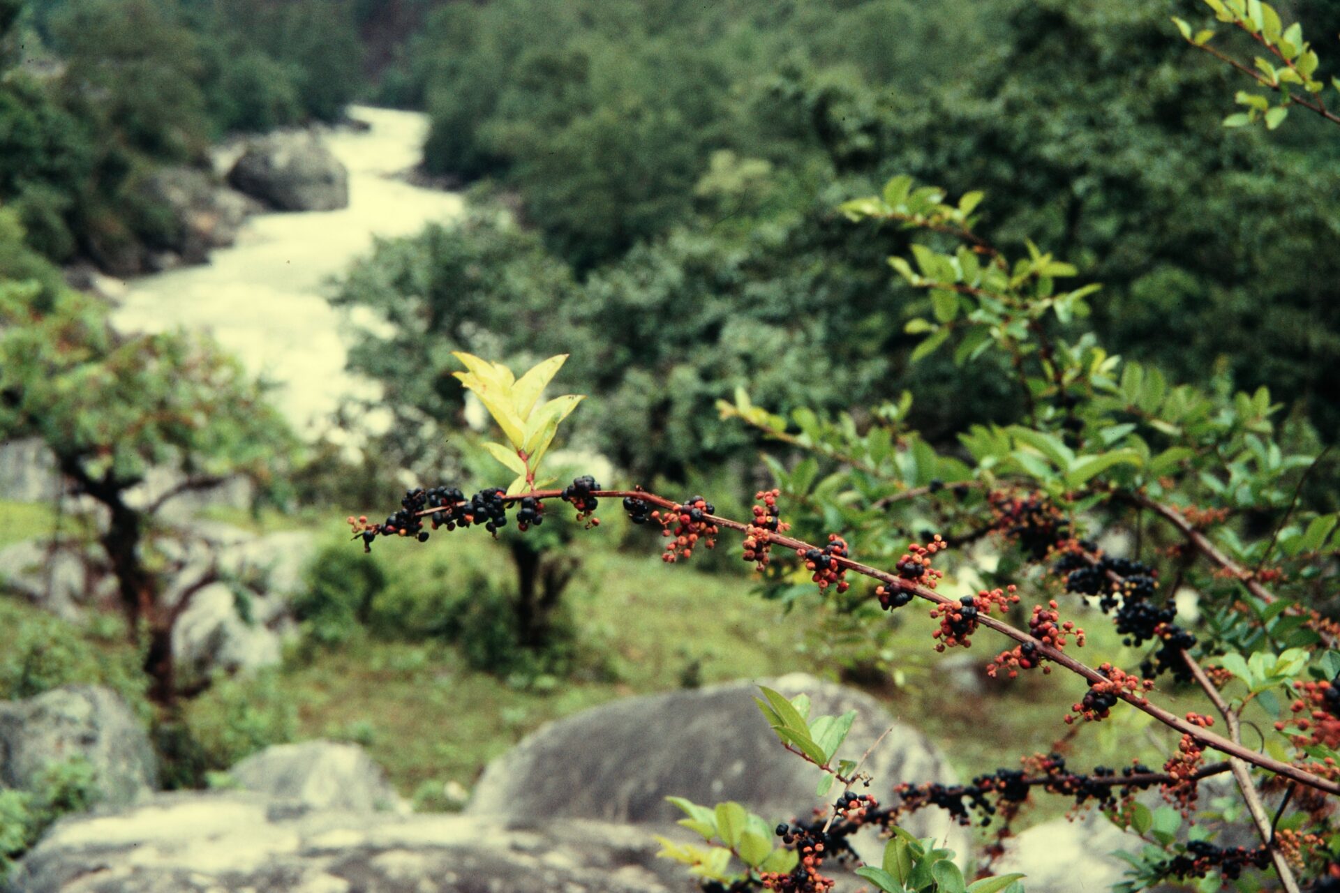 Coriaria nepalensis — Coriariaceae
