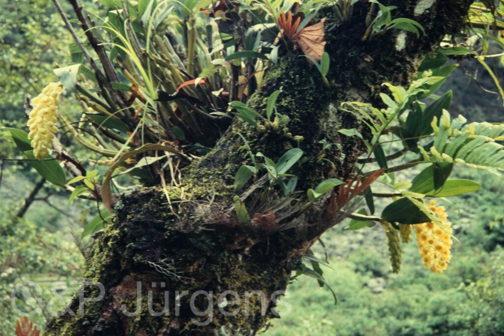 Nepal 97 358 P701