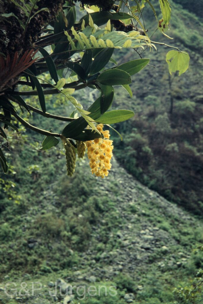 Nepal 97 359 P703