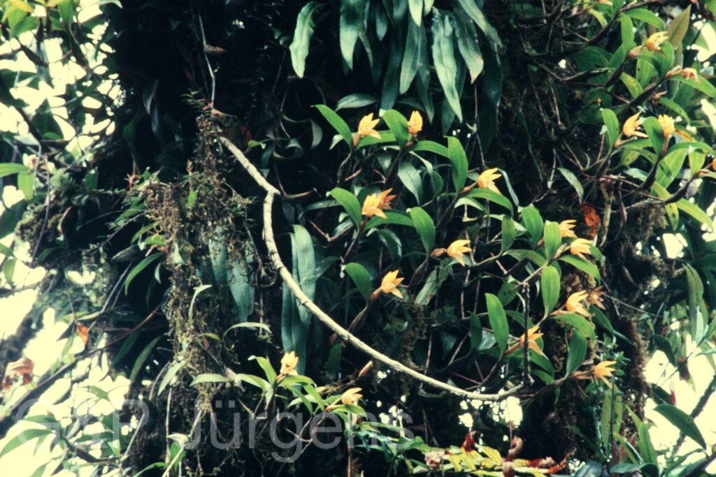 Nepal 97 424 P815
