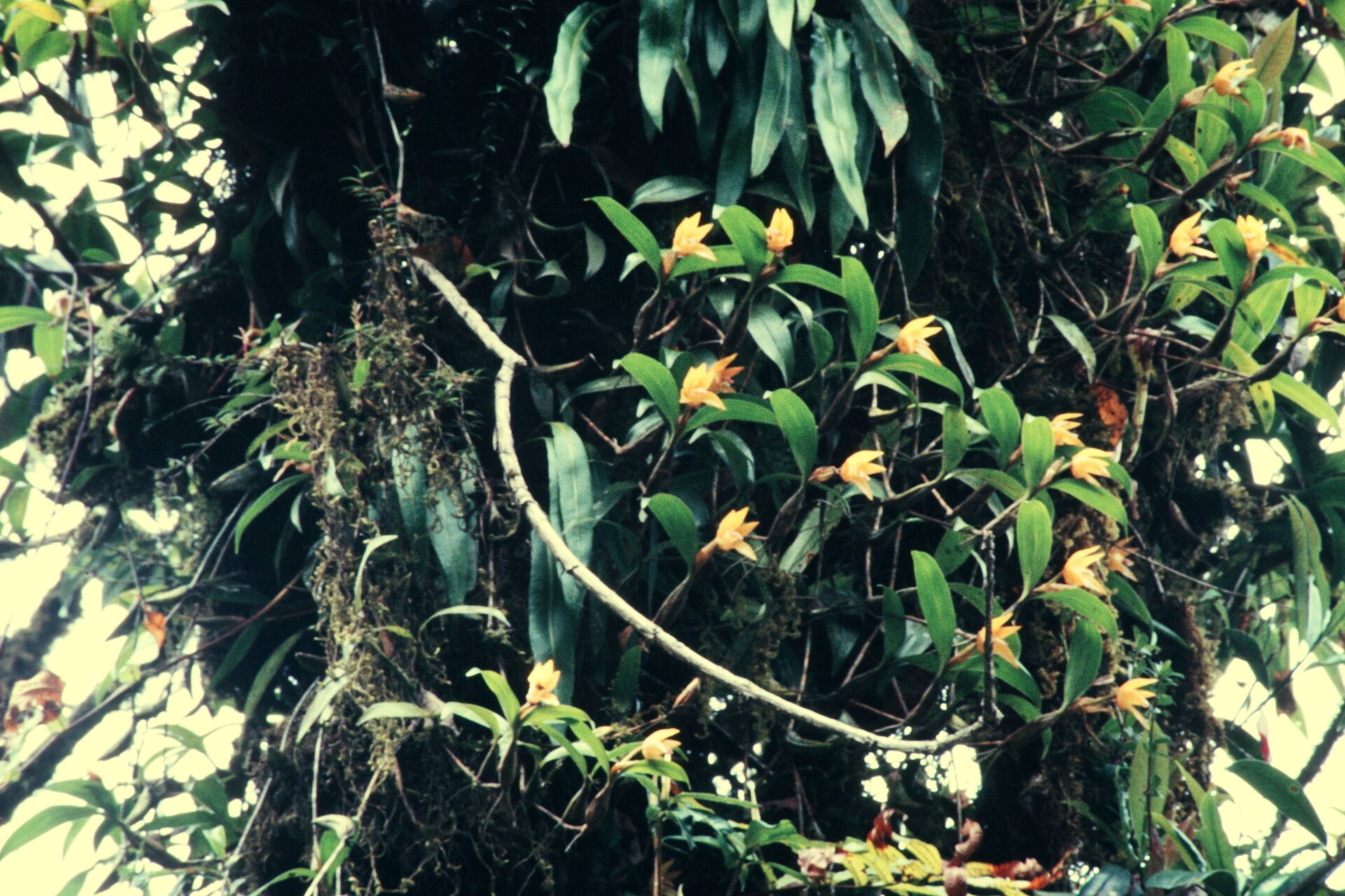 Dendrobium rotundatum — Orchideaceae