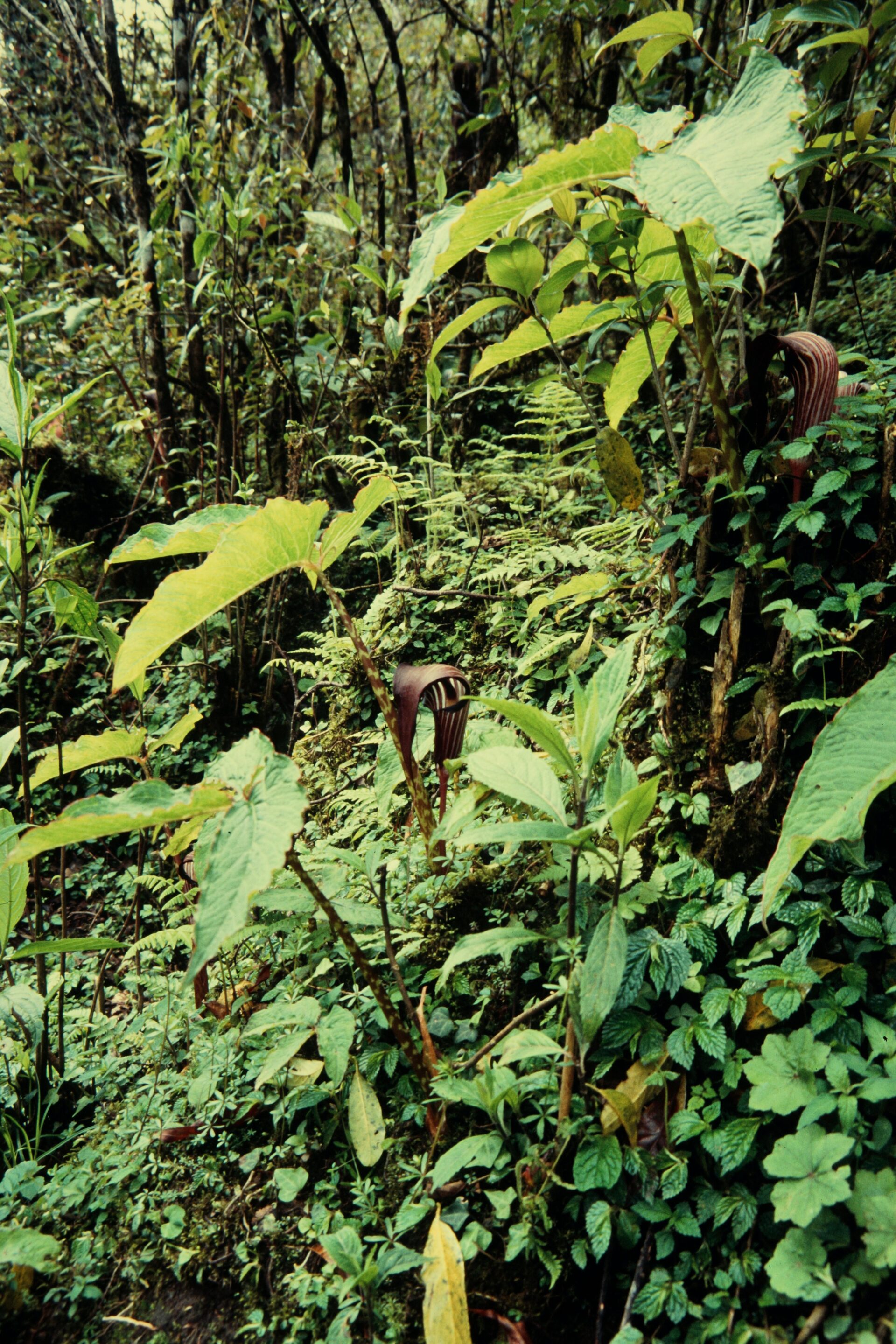 Arisaema speciosum — Araceae