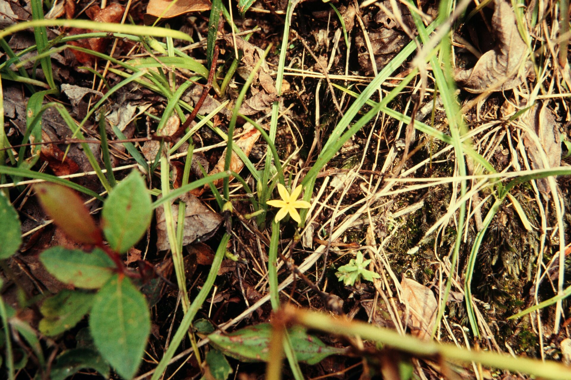 Hypoxis aurea — Hypoxidaceae