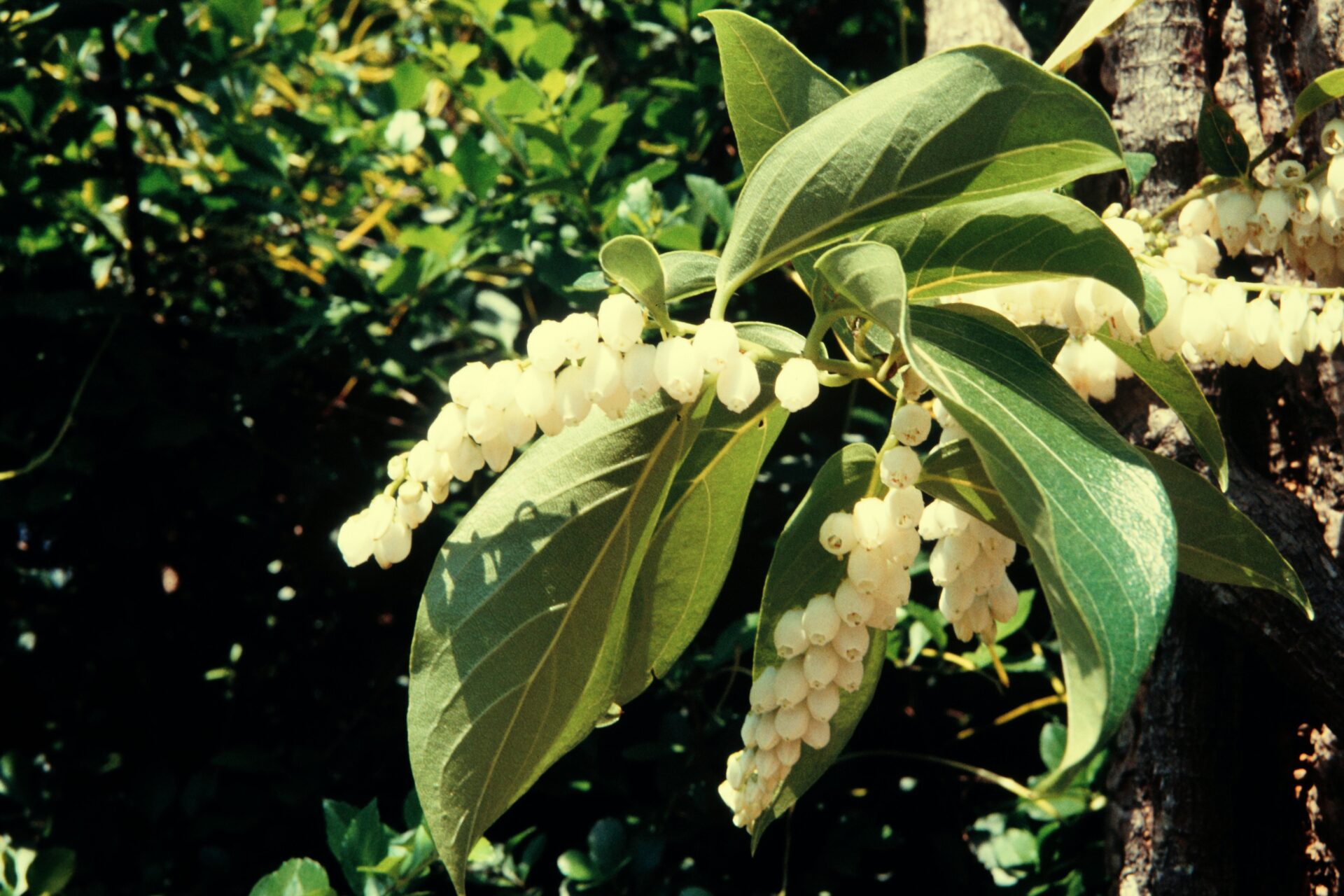 Lyonia ovalifolia — Ericaceae