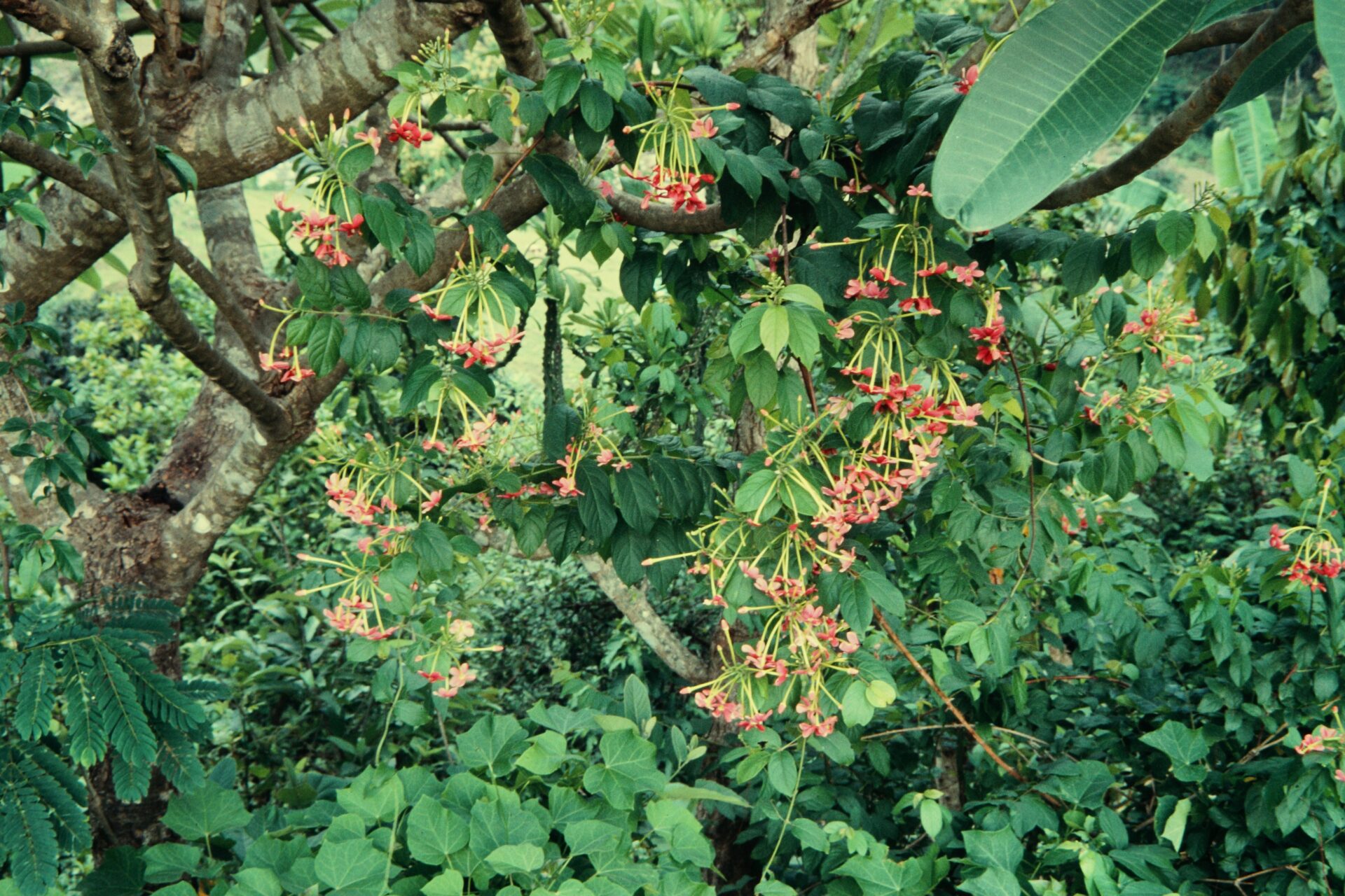 Combretum indicum — Combretaceae
