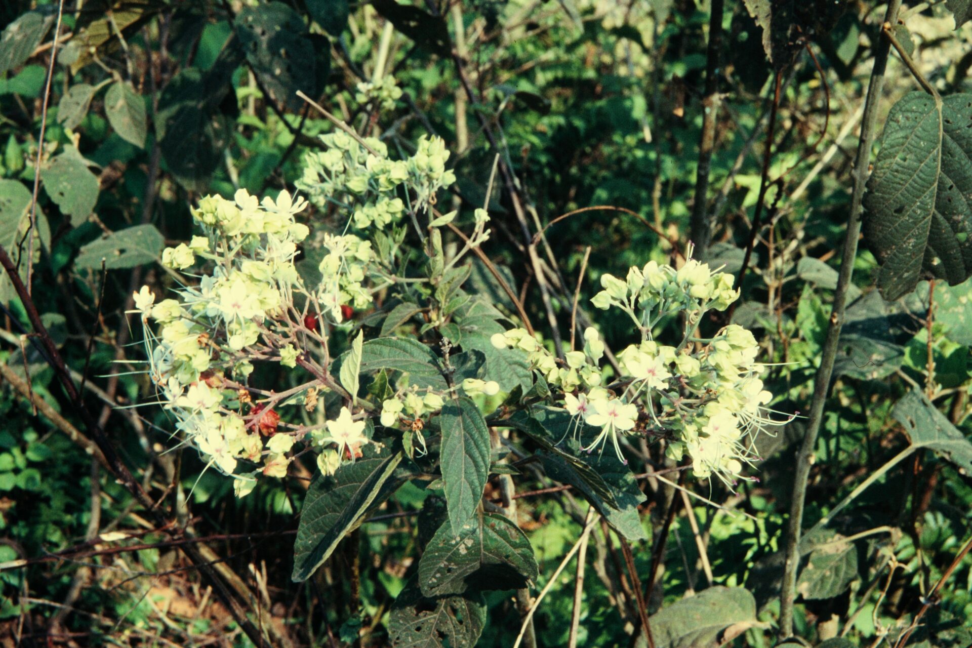 Clerodendrum infortunatum — Lamiaceae