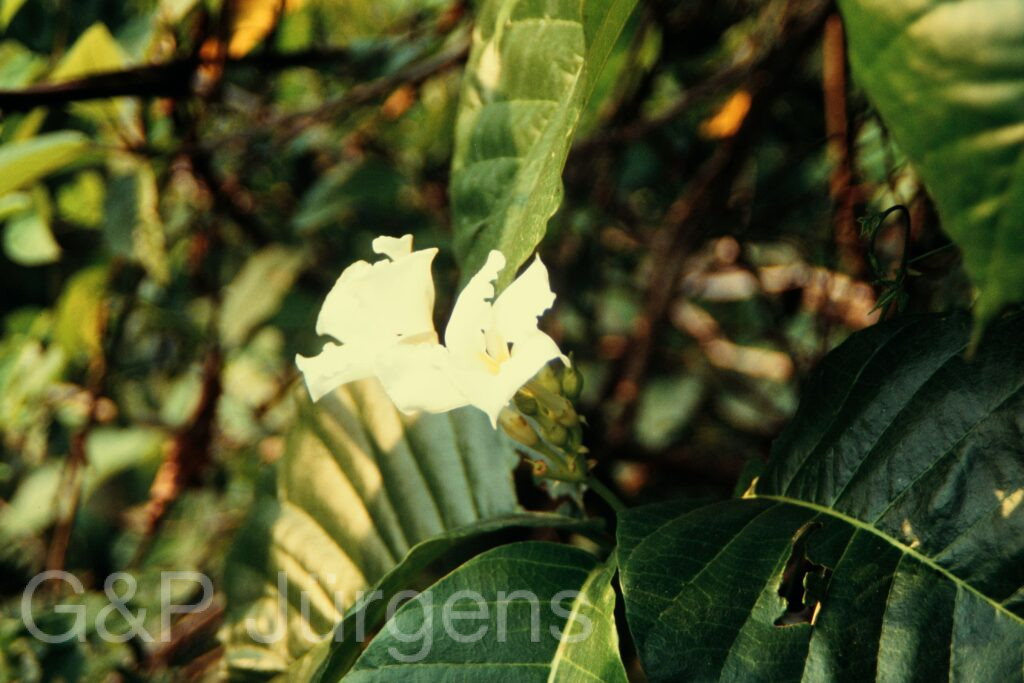 Nepal 97 552 G1079