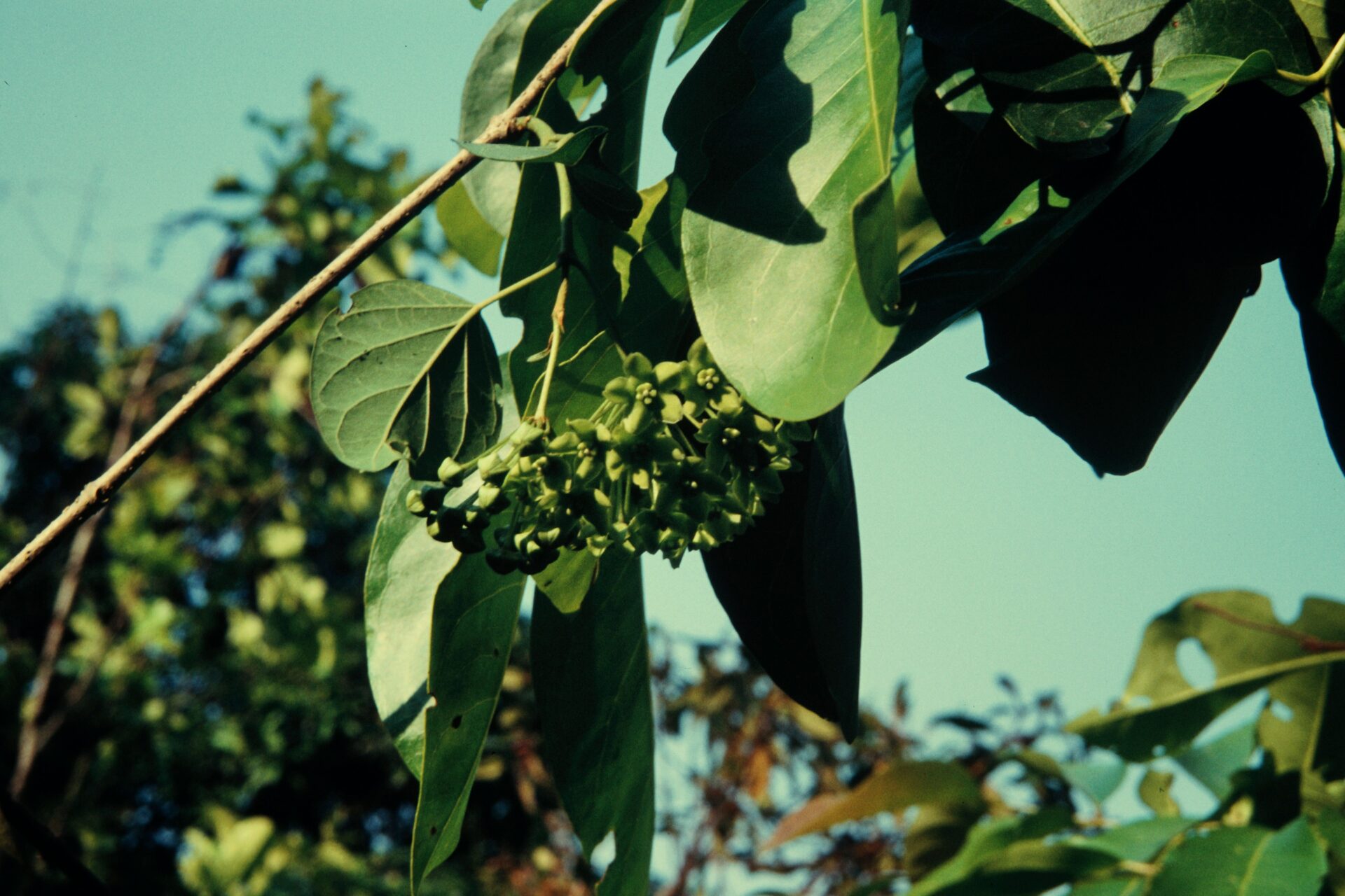 Hoya obcordata — Apocynaceae