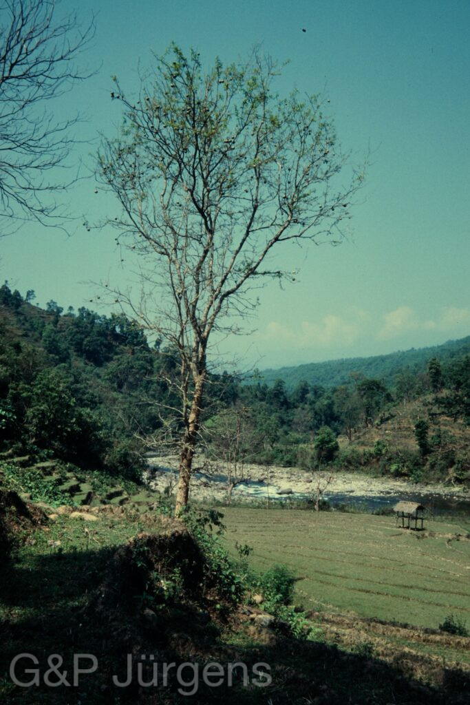 Nepal 97 557 P1087