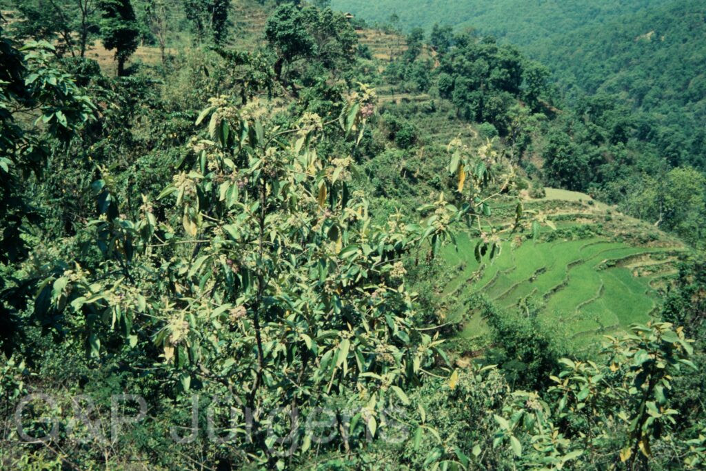 Nepal 97 566 P1099