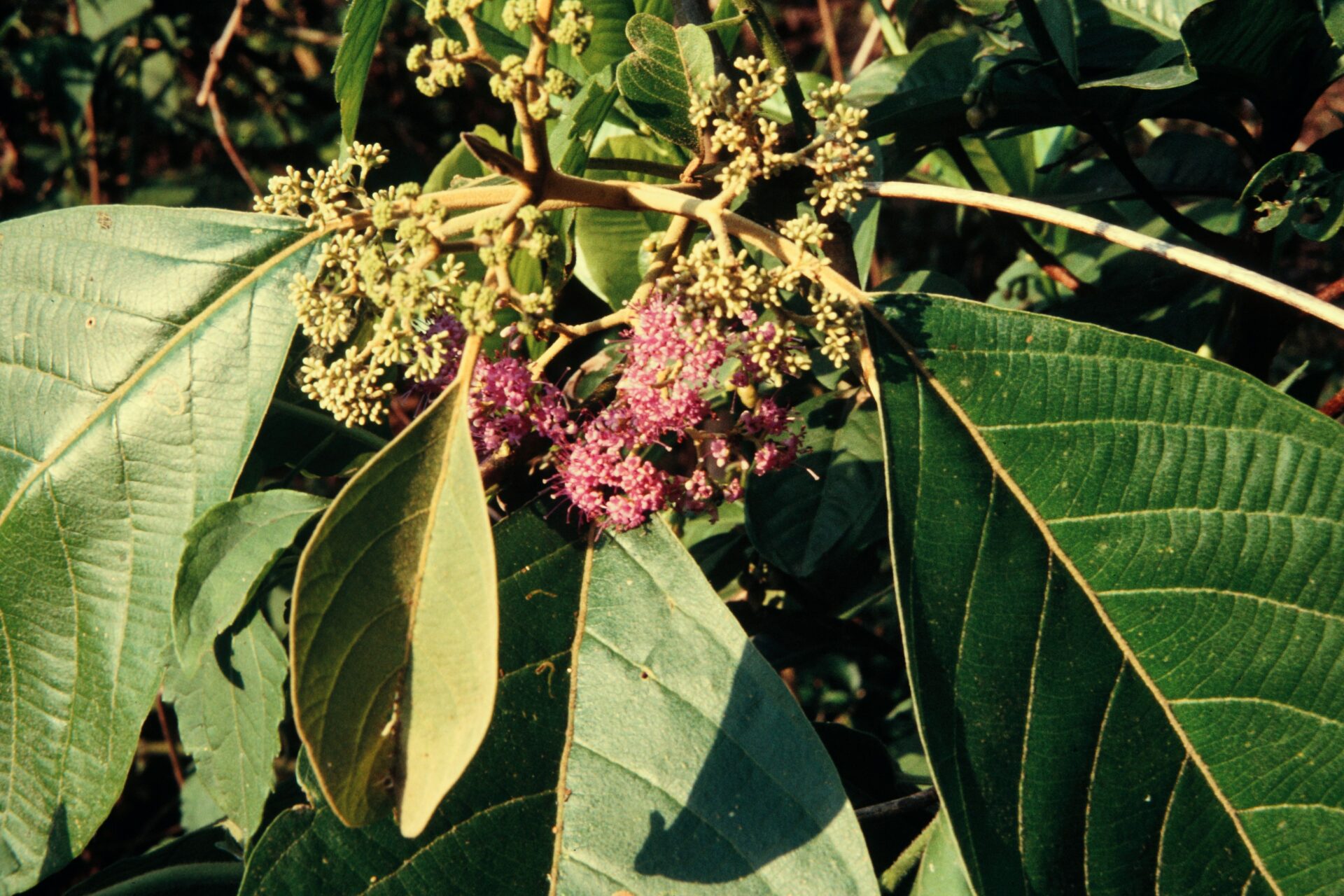 Callicarpa arborea — Lamiaceae