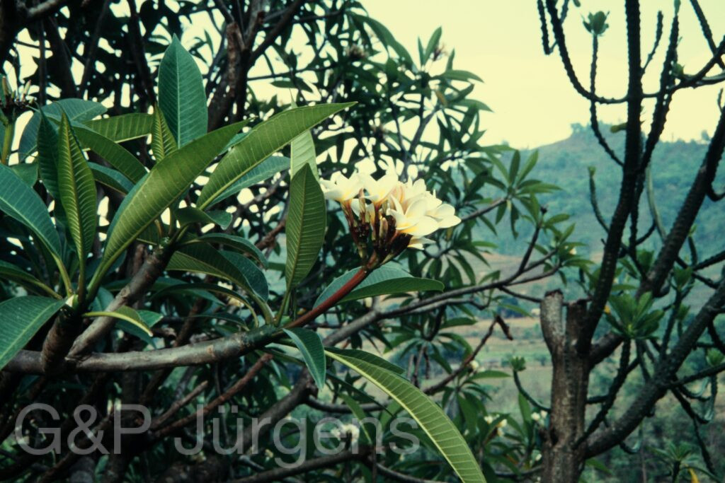 Nepal 97 575 P1112