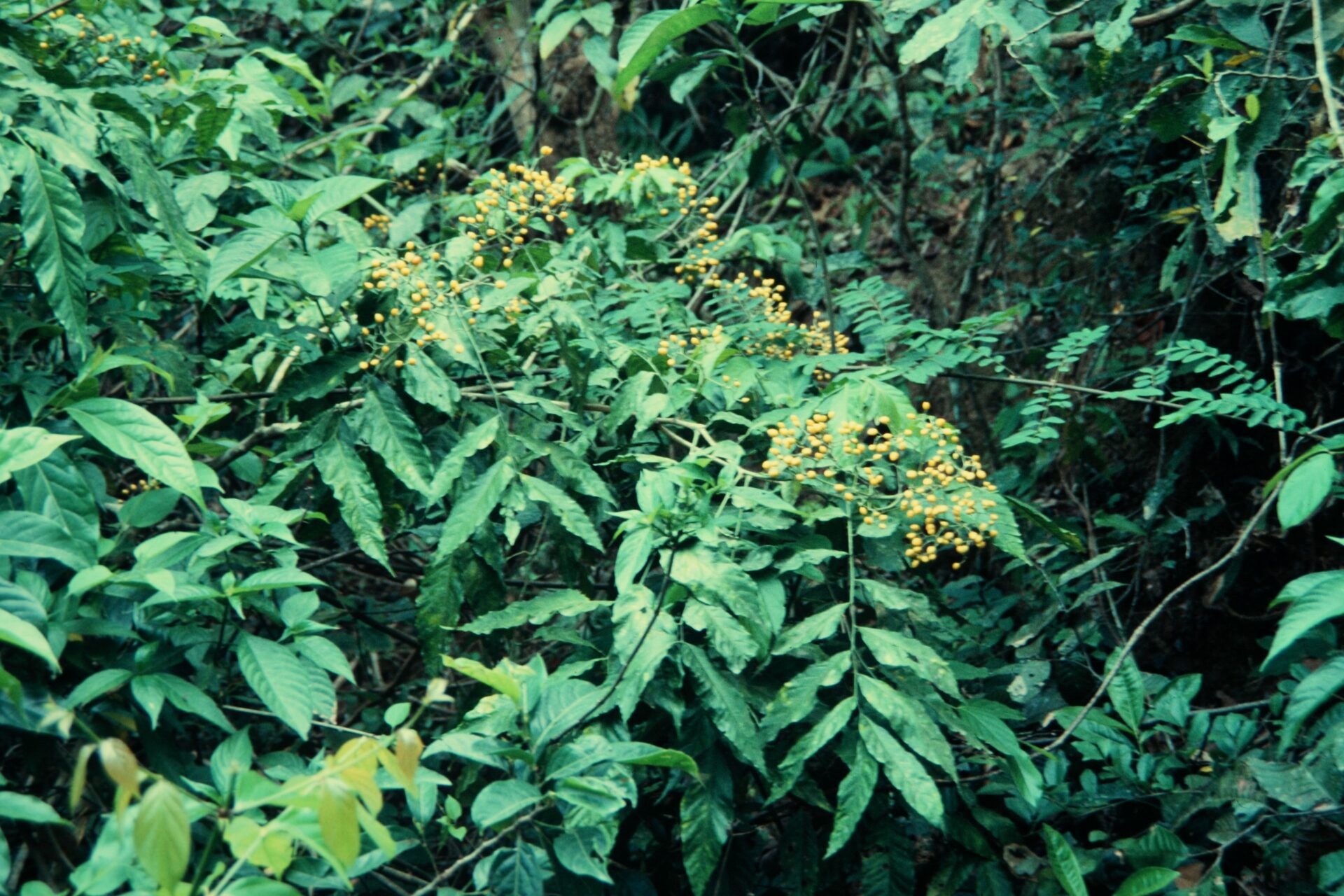 Berchemia floribunda — Rhamnaceae