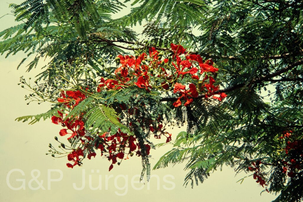 Nepal 97 596 G1151