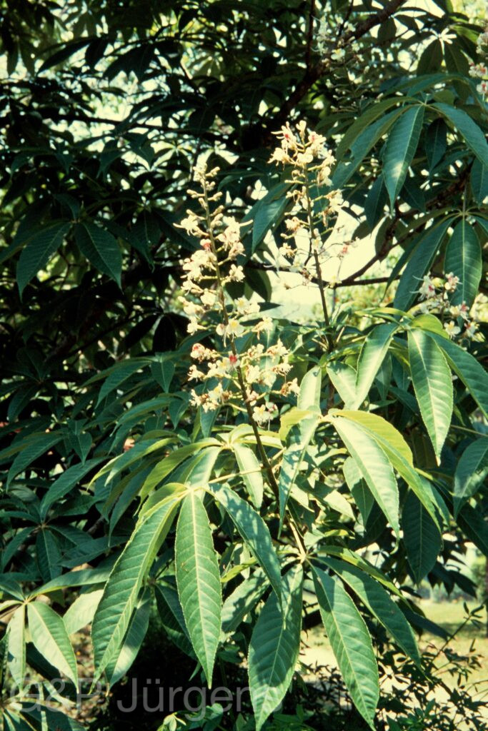 Nepal 97 610 G1181