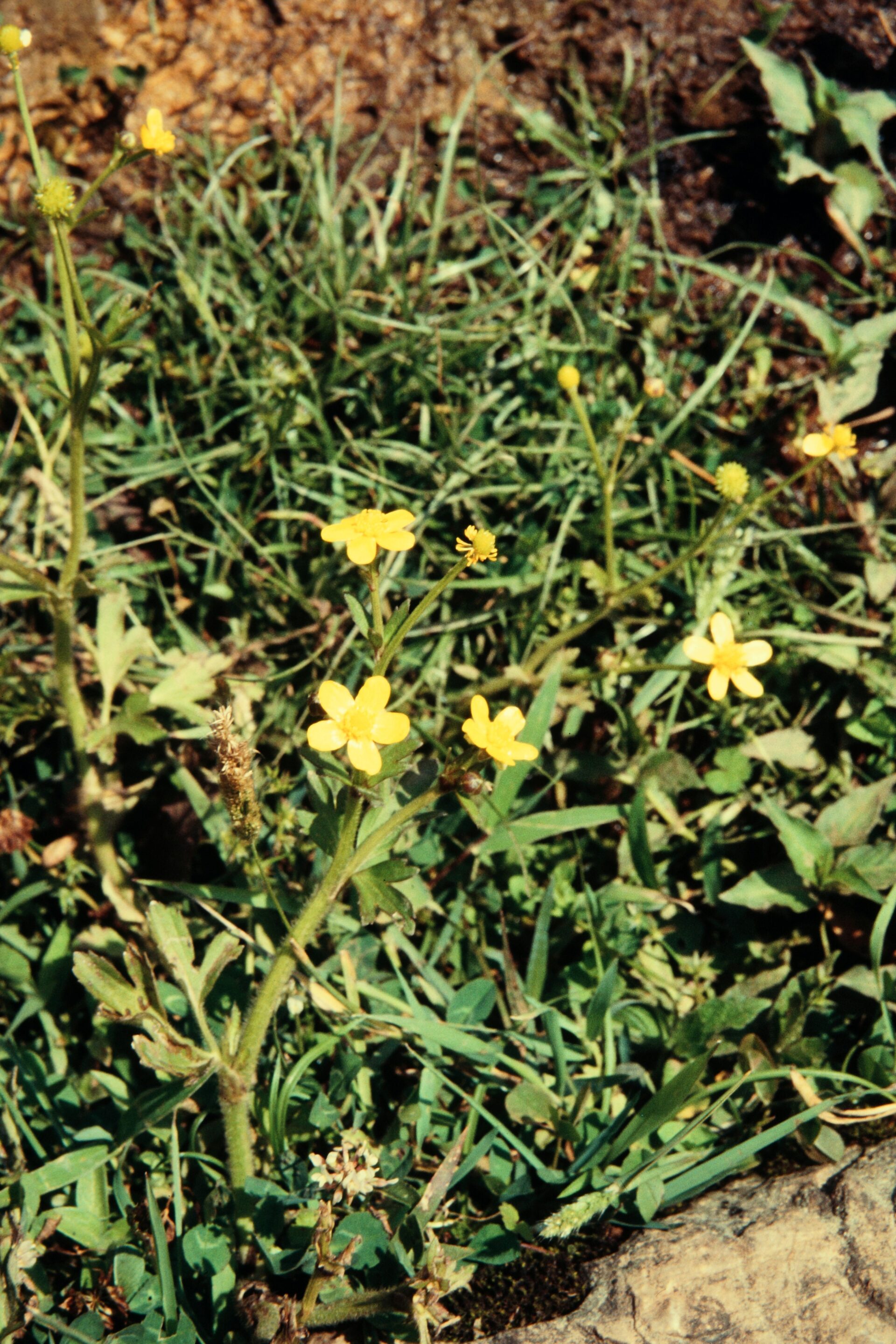 Ranunculus diffusus — Ranunculaceae
