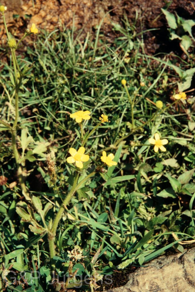Nepal 97 611 P1182